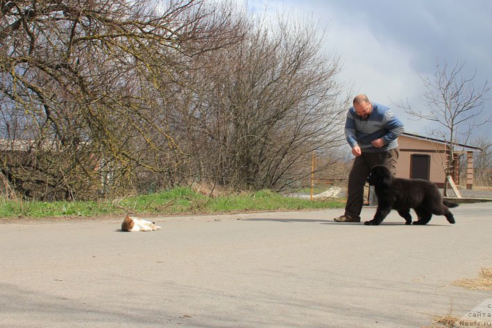 Фото: ньюфаундленд Гренадер с Берега Дона (Grenader s Berega Dona)