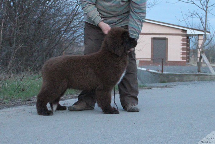Фото: ньюфаундленд Госпожа Удача с Берега Дона (Gospozha Udacha s Berega Dona)