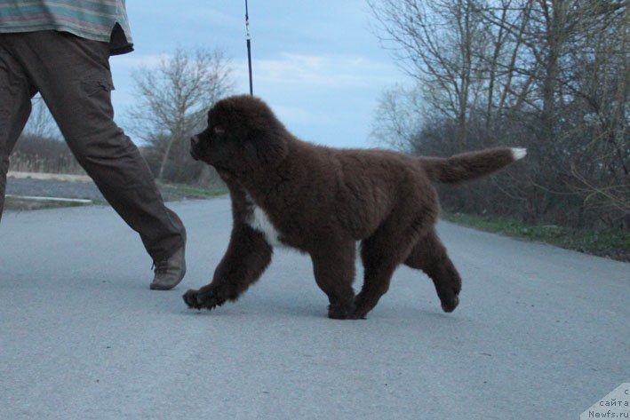 Фото: ньюфаундленд Госпожа Удача с Берега Дона (Gospozha Udacha s Berega Dona)