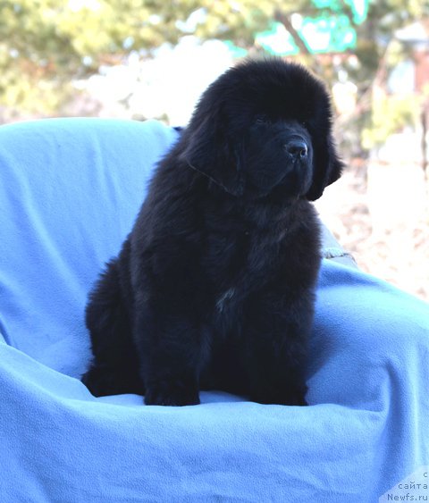 Фото: Акватория Келвин Дрим Тим