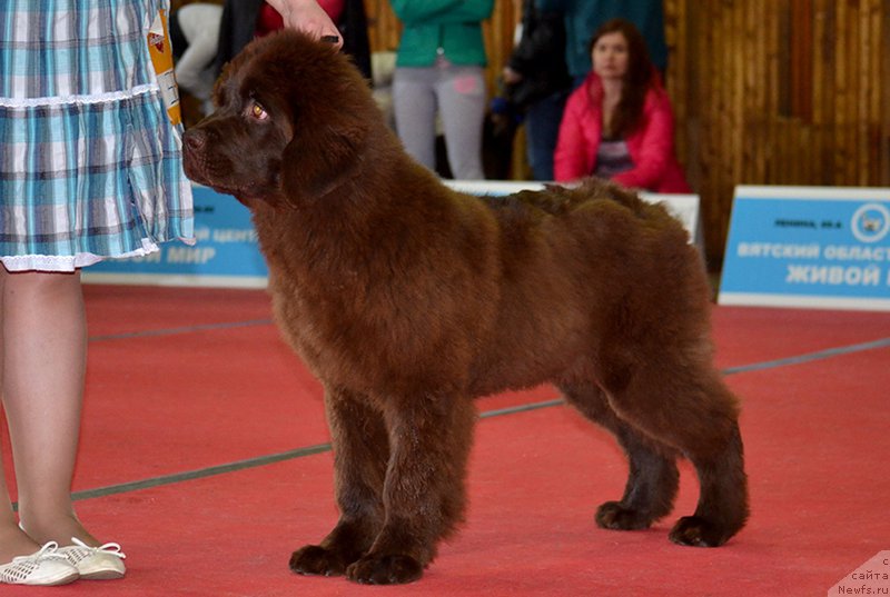 Фото: ньюфаундленд Наоми Таголири фор Браунблад (Naomi Tagoliri for Brouwnblood)
