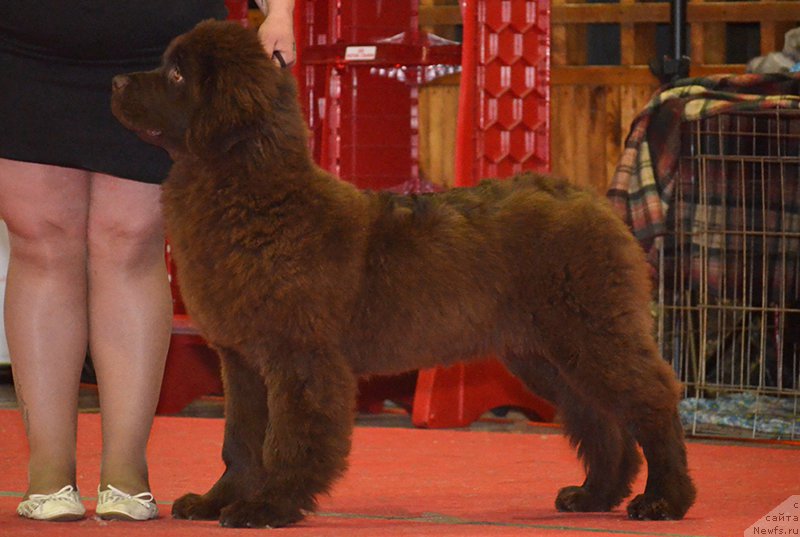 Фото: ньюфаундленд Наоми Таголири фор Браунблад (Naomi Tagoliri for Brouwnblood)