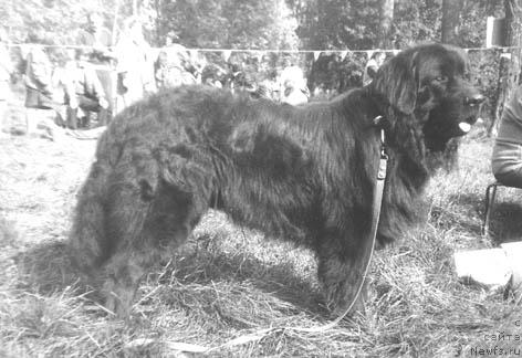 Фото: ньюфаундленд Патрик Шалель