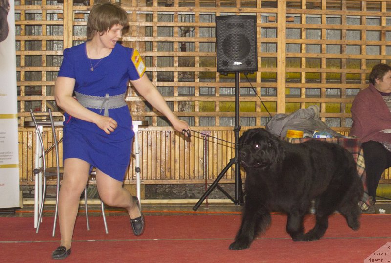 Фото: Ольга Будина, ньюфаундленд Дар Свезы Со Ит Шелл Би (Dar Svezy So it Shell Be)