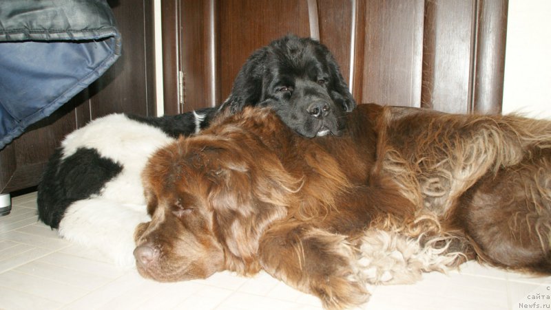 Фото: ньюфаундленд Ван Лен Тайм Женевьева, ньюфаундленд Супер Бизон Маэстро (Super Bizon Maestro)