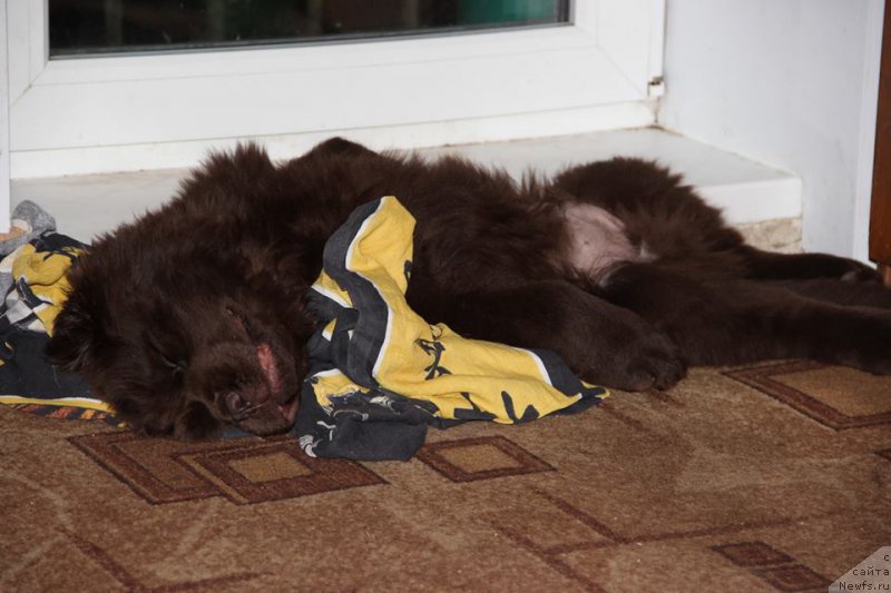 Фото: ньюфаундленд Ньюфорт Ваше Величество Брабус