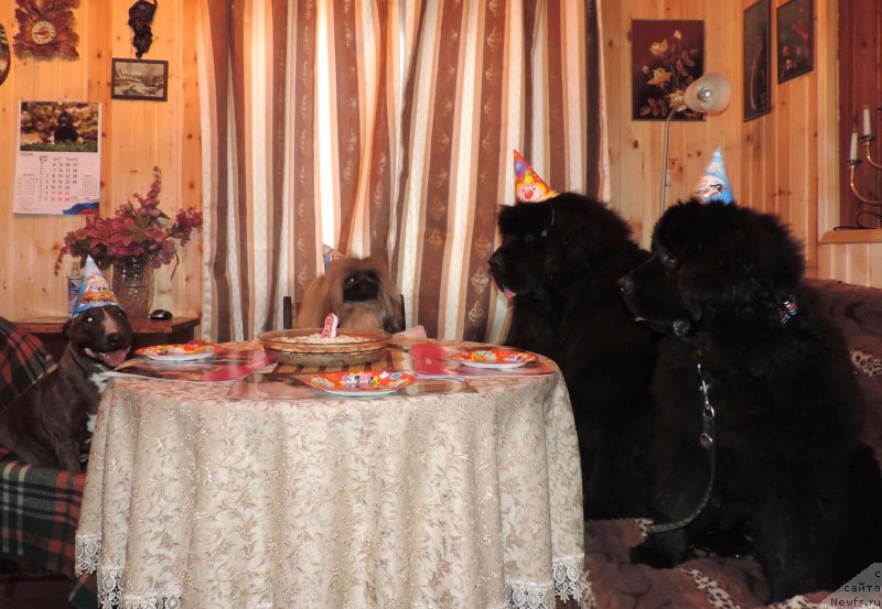 Фото: ньюфаундленд Skippers Only You for Smigar, ньюфаундленд Love Inside Your Soul Moon Bear