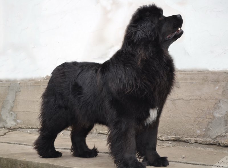 Фото: ньюфаундленд Талисман Моря Мишель