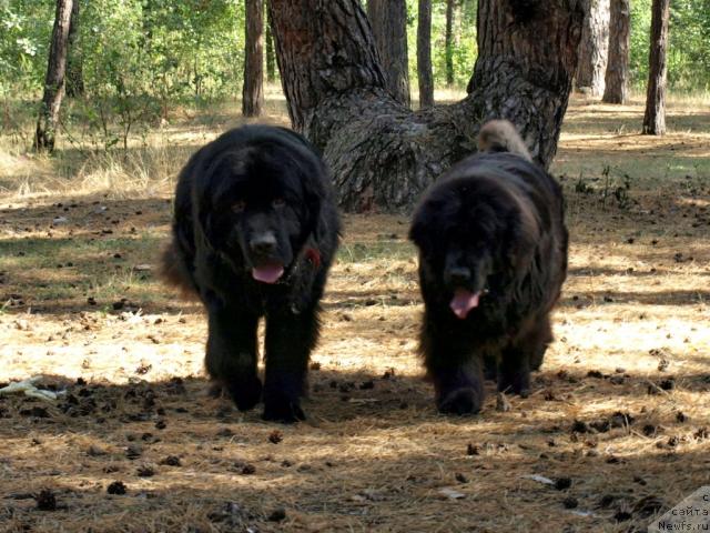 Фото: ньюфаундленд Аким из Волотова (Akim iz Volotova), ньюфаундленд Ханеса (Hanesa)