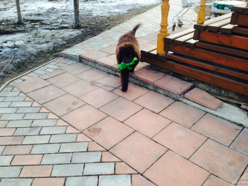 Фото: ньюфаундленд Ньюфорт Васаби