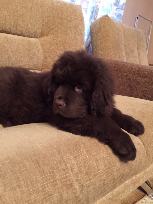 Фото: ньюфаундленд Ньюфорт Васаби