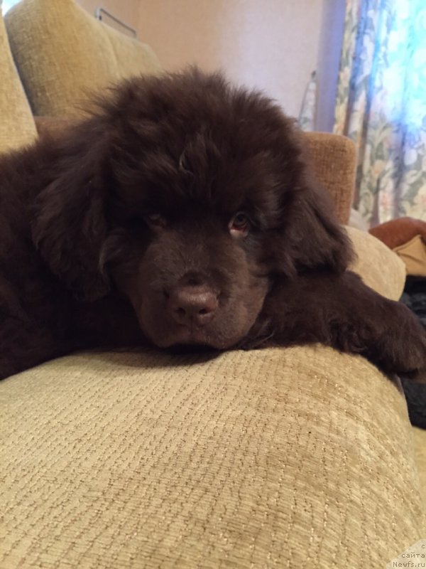 Фото: ньюфаундленд Ньюфорт Васаби