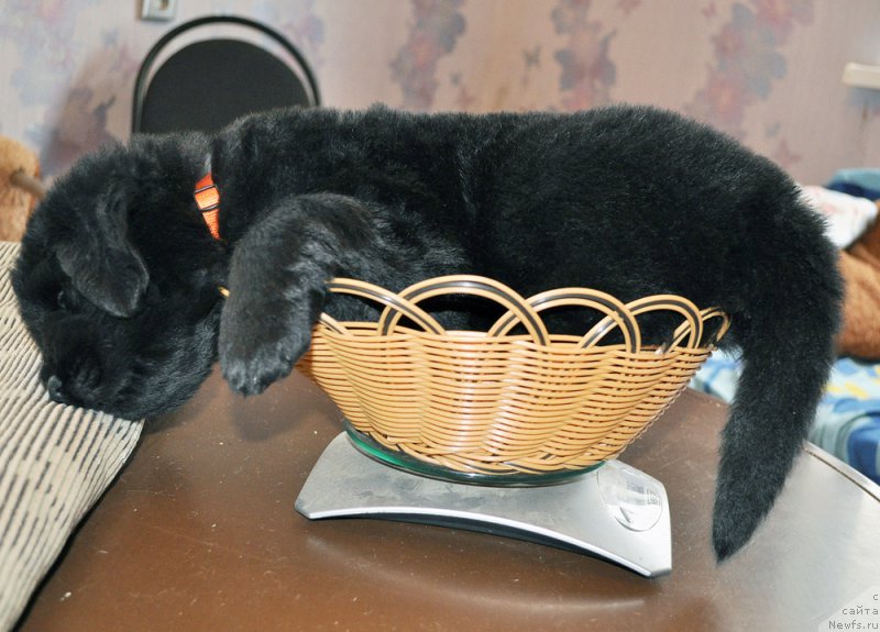 Фотография № 178984