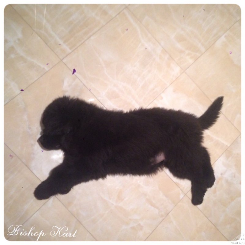 Фото: ньюфаундленд Их Высочество Бишоп Карл (Ih Visochestvo Bishop Karl)