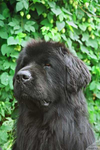 Фото: ньюфаундленд Великий Медведь Броуд Бэк (Velikiy Medved Broad Back)