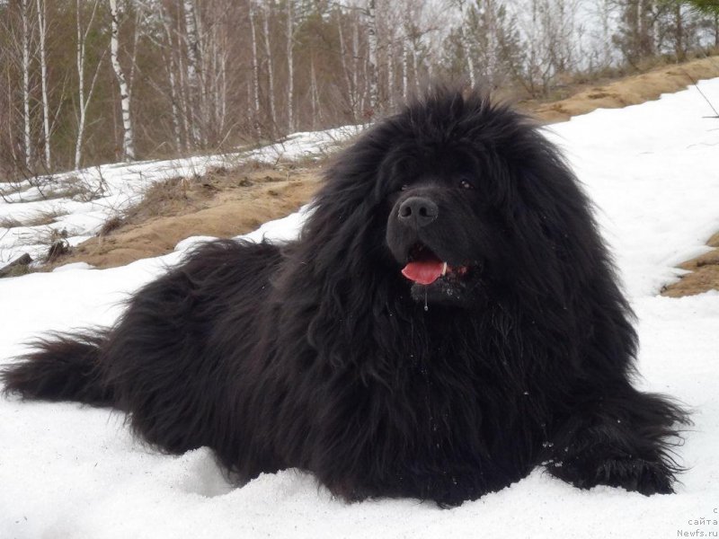 Фото: ньюфаундленд Ньюфорт Лунный Бархат