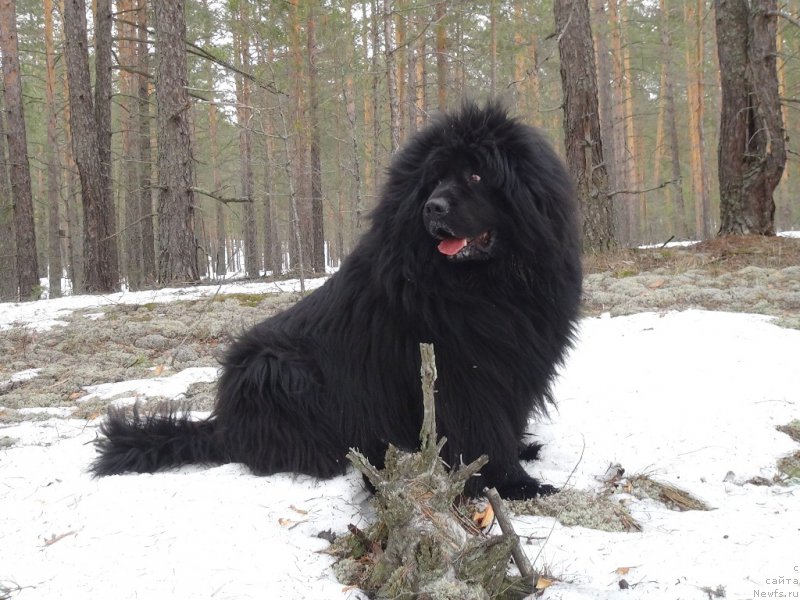 Фото: ньюфаундленд Ньюфорт Лунный Бархат