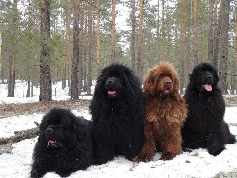 Фото: ньюфаундленд Баловень Судьбы, ньюфаундленд Ньюфорт Лунный Бархат, ньюфаундленд Бархатка Роскошная, ньюфаундленд Барышня