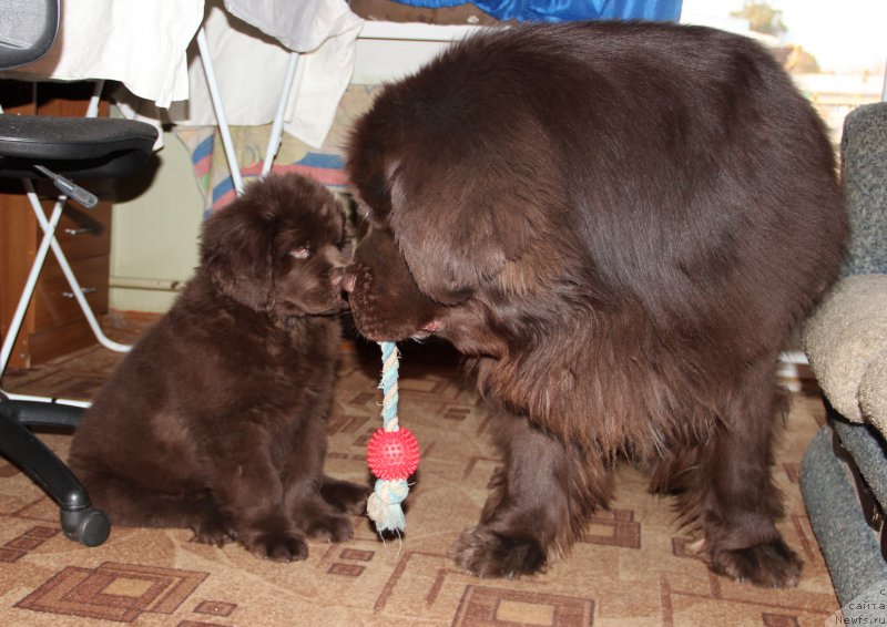 Фото: ньюфаундленд Обуш Шед Янтарный Поцелуй, ньюфаундленд Ньюфорт Ваше Величество Брабус