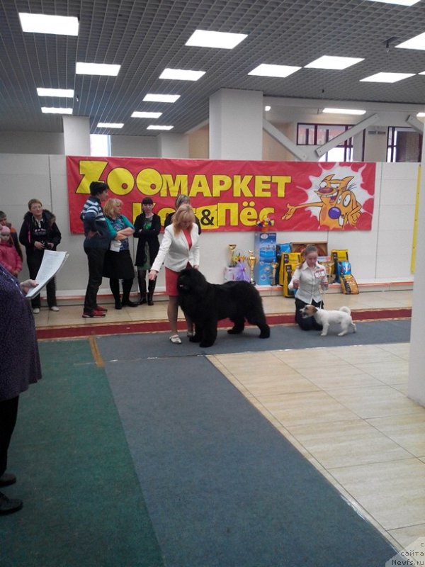 Фото: ньюфаундленд Малиновый Цветок Майолика (Malinoviy Tsvetok Mayolika)