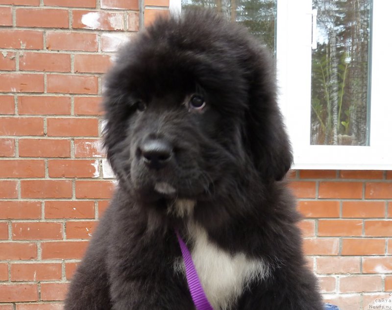 Фото: ньюфаундленд Супер Премиум Скандинавия