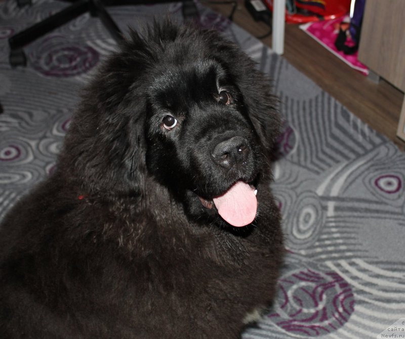 Фото: ньюфаундленд Ньюфорт Аманда Блум (Njufort Amanda Blum)