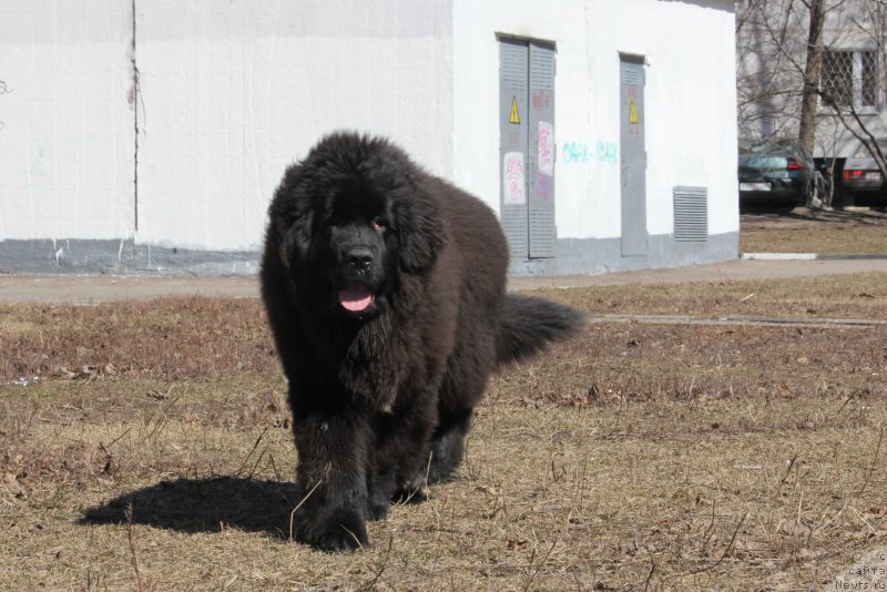 Фото: ньюфаундленд Ньюфорт Аманда Блум (Njufort Amanda Blum)