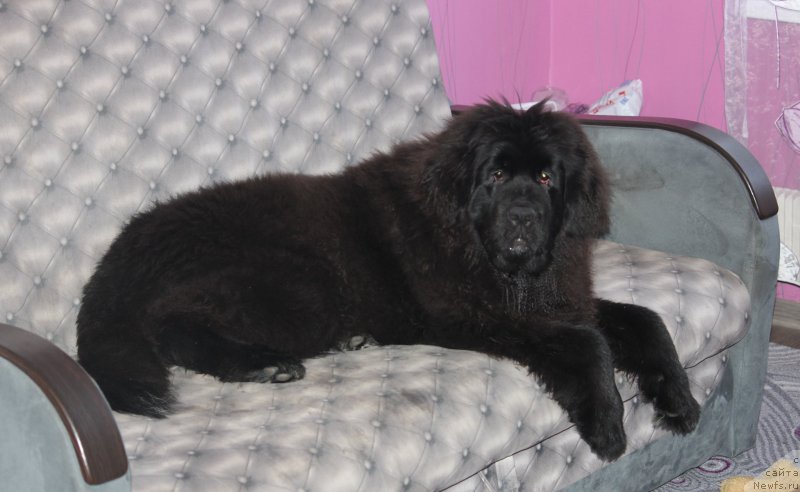 Фото: ньюфаундленд Ньюфорт Аманда Блум (Njufort Amanda Blum)