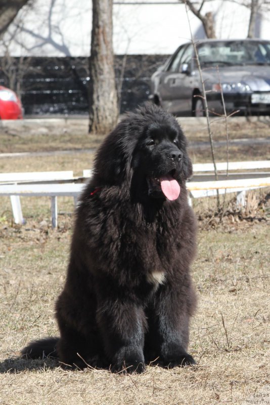 Фото: ньюфаундленд Ньюфорт Аманда Блум (Njufort Amanda Blum)
