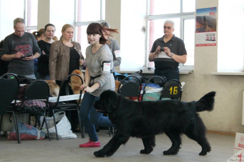 Фото: ньюфаундленд Лепесток Лилии