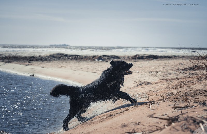 Фото: ньюфаундленд Смигар Ливерпульский Четвертак (Smigar Liverpulsiy Chetvertak)
