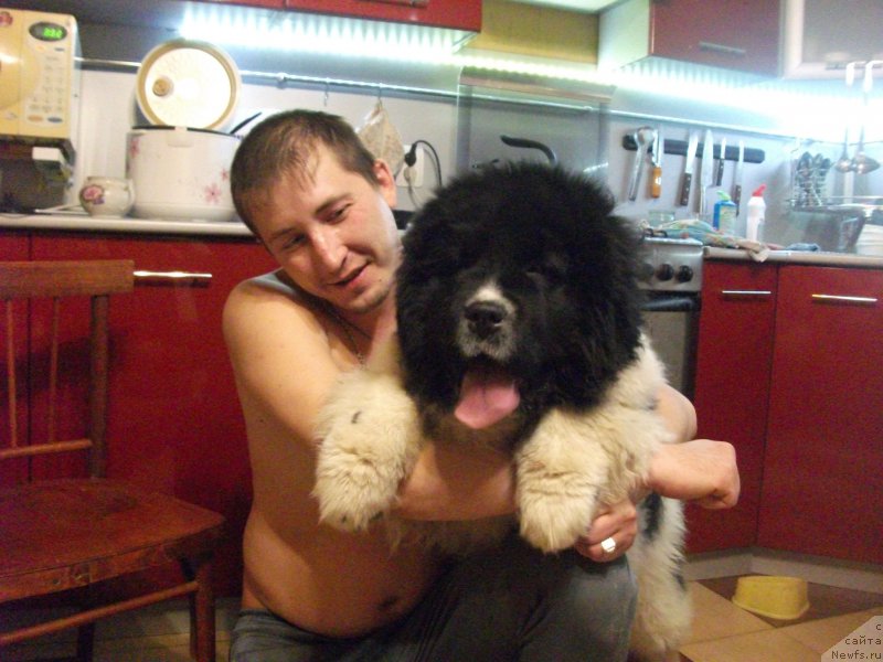 Фото: ньюфаундленд Алатау от Карельских Медведей