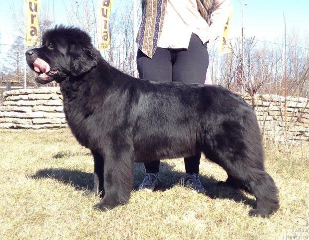 Фото: ньюфаундленд Белкондер-Клаб Достучаться До Небес (Belkonder-Club Dostuchat'sya Do Nebes)