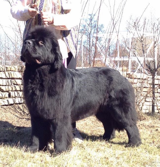 Фото: ньюфаундленд Белкондер-Клаб Достучаться До Небес (Belkonder-Club Dostuchat'sya Do Nebes)