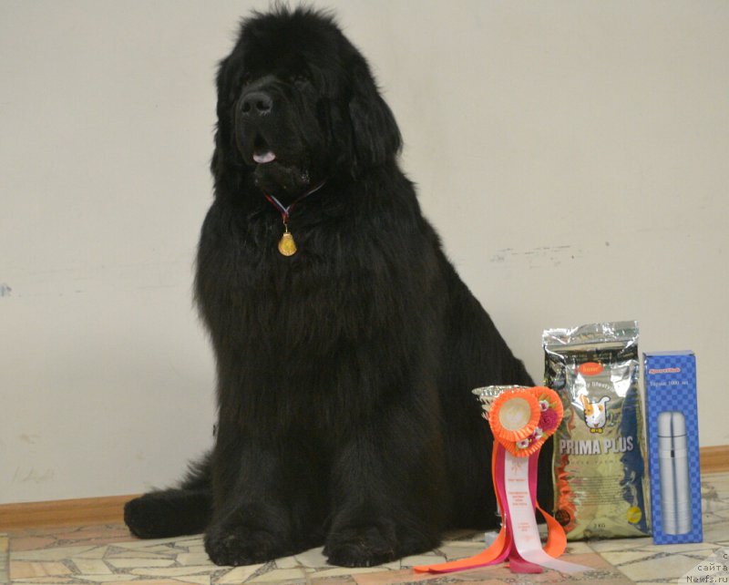 Фото: ньюфаундленд Симбад Покоритель Морей