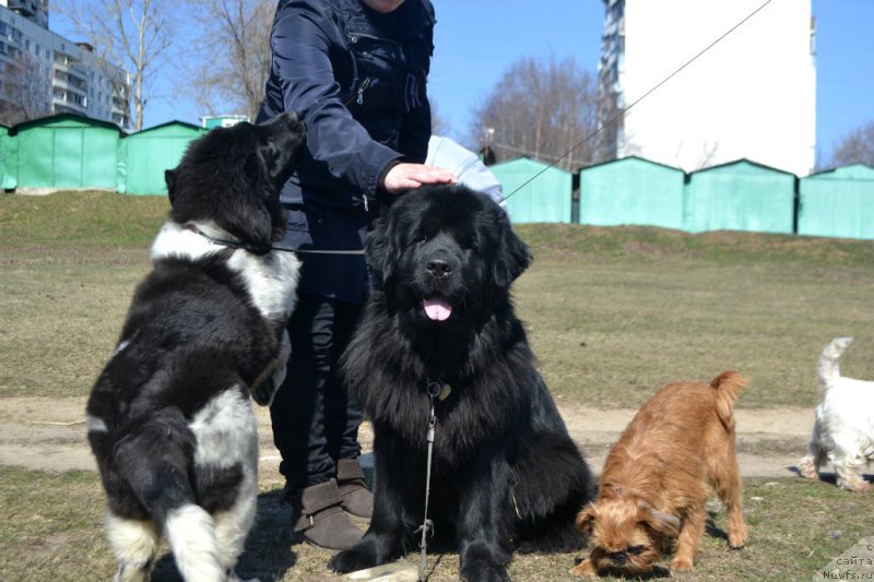 Фото: ньюфаундленд Сент Джонс Прима де Феролли, ньюфаундленд Лепесток Лилии, Хэппи