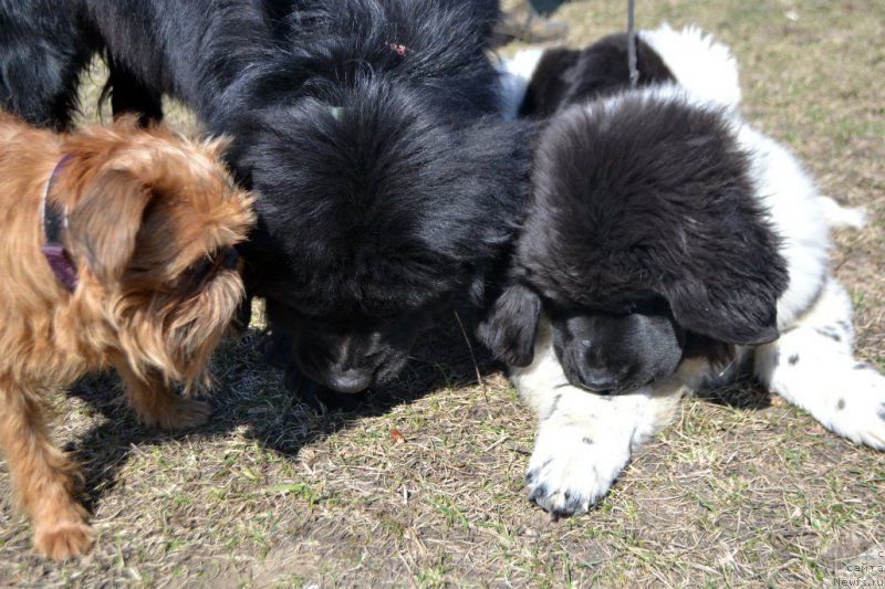 Фото: Хэппи, ньюфаундленд Лепесток Лилии, ньюфаундленд Сент Джонс Прима де Феролли