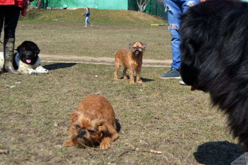 Фото: ньюфаундленд Сент Джонс Прима де Феролли, Буся, Хэппи, ньюфаундленд Лепесток Лилии