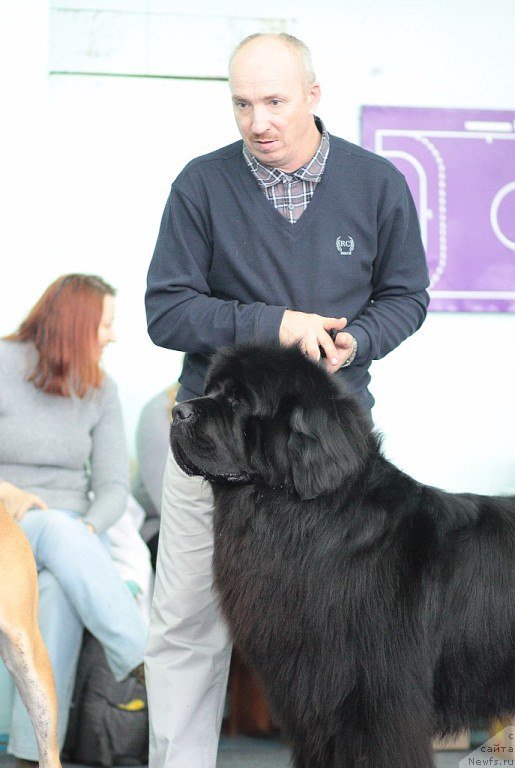 Фото: ньюфаундленд Симбад Покоритель Морей, Алексей Вотчал