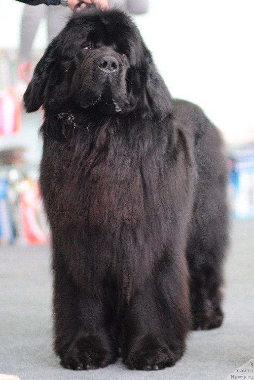 Фото: ньюфаундленд Симбад Покоритель Морей