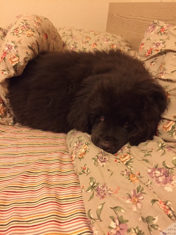 Фотография № 179131