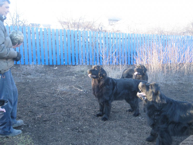 Фото: ньюфаундленд Юнона, ньюфаундленд Ньюфорт Черный Шоколад