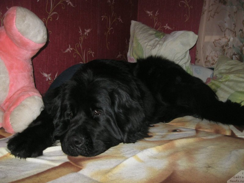 Фото: ньюфаундленд Ньюфорт Черный Шоколад