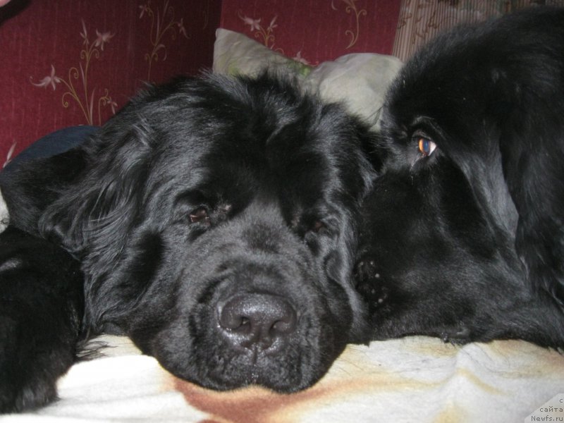Фото: ньюфаундленд Ньюфорт Черный Шоколад, ньюфаундленд Чеслава Дар Гая Паччи-Николь