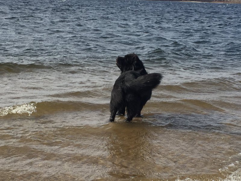 Фото: ньюфаундленд Бегущая по Волнам Чойс оф Фибоначчи (Begushaya po Volnam Choice of Fibonacci)