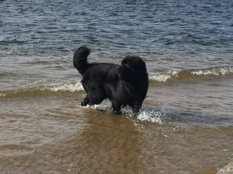 Фото: ньюфаундленд Бегущая по Волнам Чойс оф Фибоначчи (Begushaya po Volnam Choice of Fibonacci)