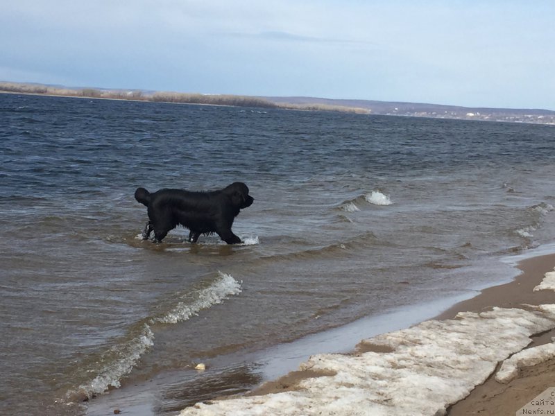 Фото: ньюфаундленд Бегущая по Волнам Чойс оф Фибоначчи (Begushaya po Volnam Choice of Fibonacci)