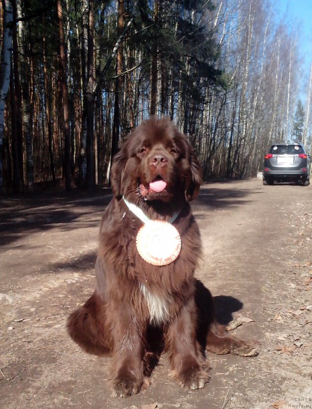 Фото: ньюфаундленд Акватория Келвин Хизер Хани (Aquatoriya Kelvin Heather Honey)