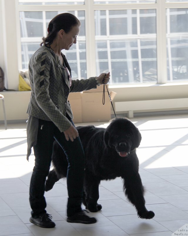 Фото: ньюфаундленд Бегущая по Волнам Фифтх Елемент (Beguschaya po Volnam Fifth Element), Ольга Королева