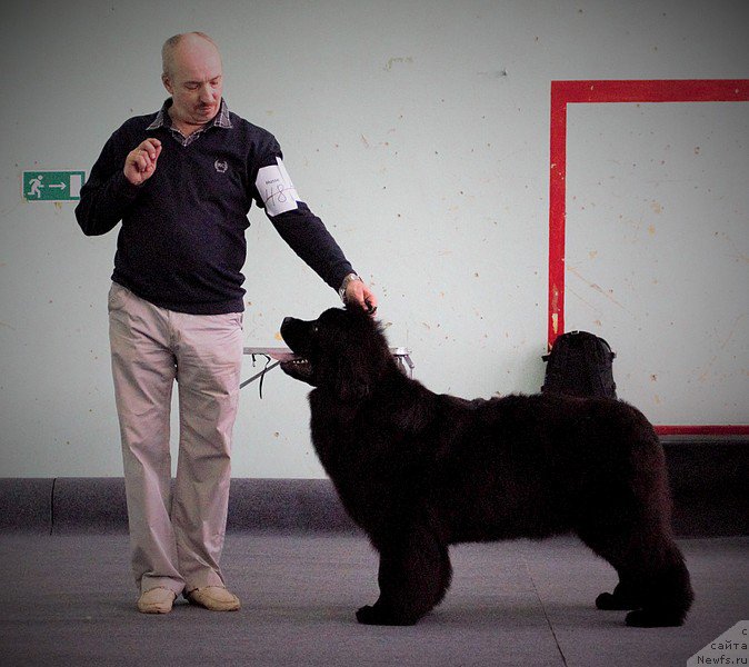 Фото: ньюфаундленд Многоликая Богиня Манифик (Mnogolikaya Boginya Manifik)